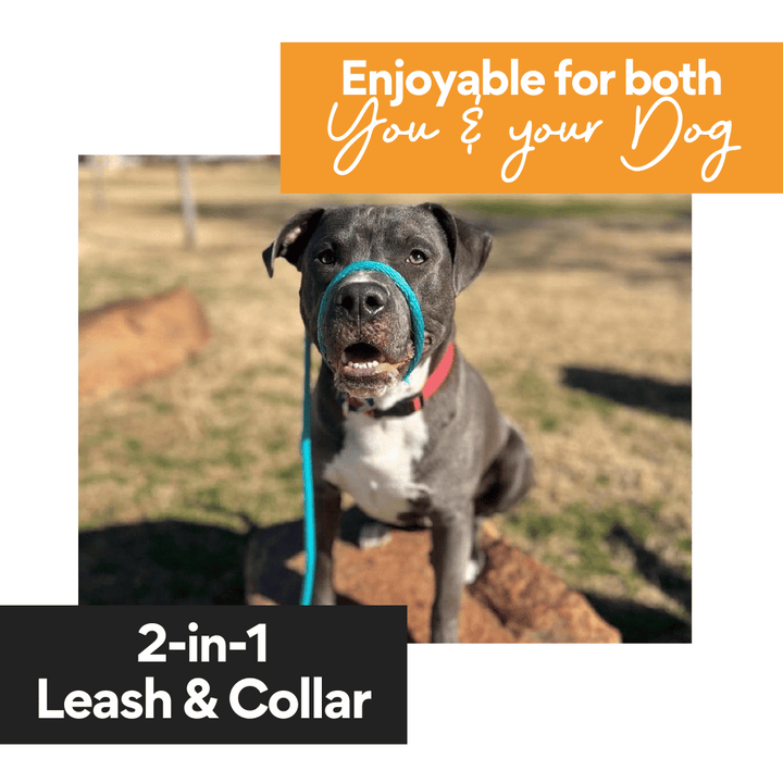Kanu Pet Royal Slip Dog Leash & Collarr | Kanu Pet