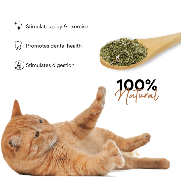 Kanu Pet Catnip Bliss Grass Cat | Kanu Pet