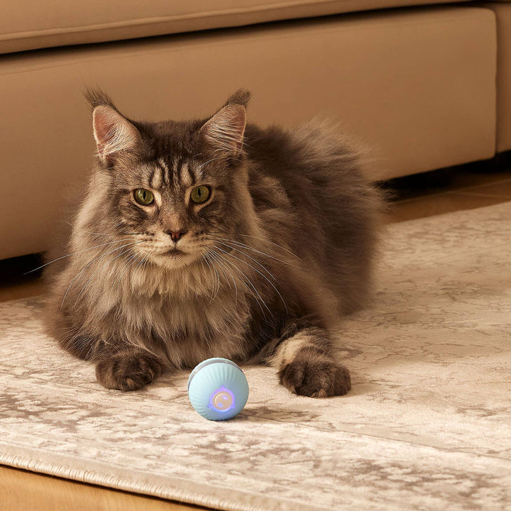 Curatepet Interactive Smart Cat Ball | Kanu Pet