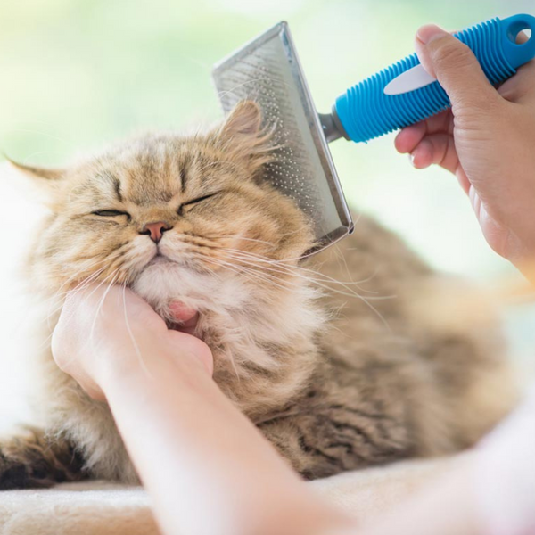 Cat Full Grooming Service | Kanu Pet