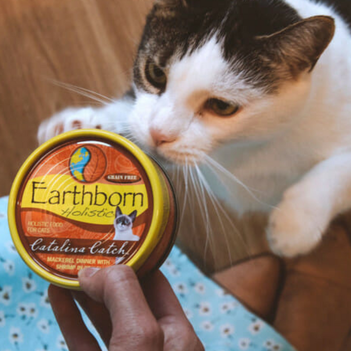 Earthborn Holistic Grain Free Canned Cat & Kitten Food | Kanu Pet