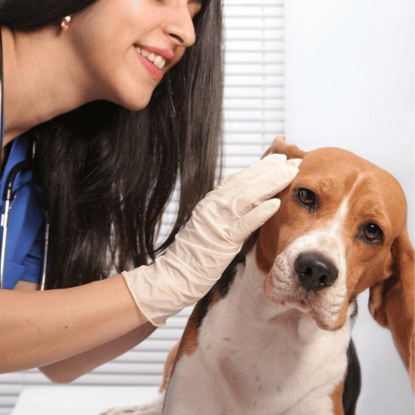 Ear Cleaning Treament | Kanu Pet