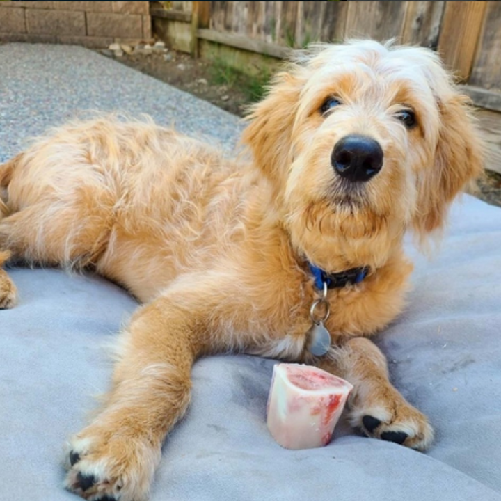 Tucker's®  Beef Bone Dog Treat | Kanu Pet