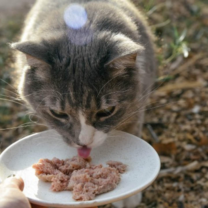 Boss Cat Frozen Raw Entree Turkey Cat Food | Kanu Pet