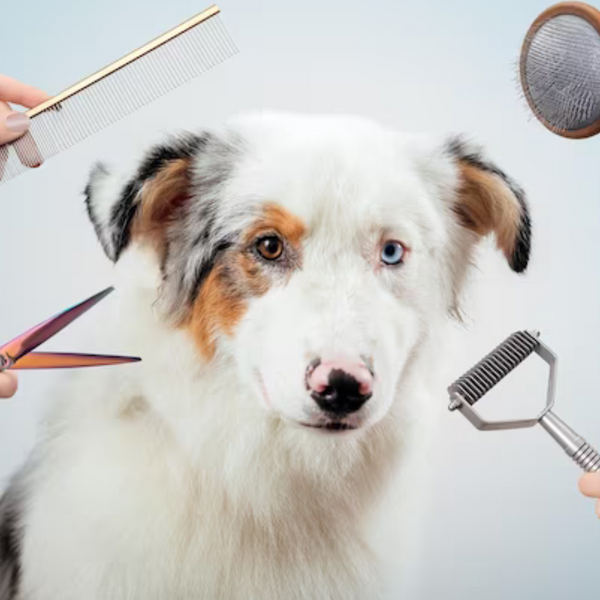 Dog Full Grooming Service