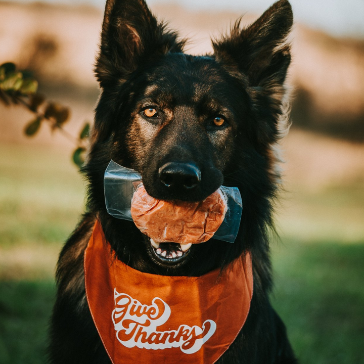 Tucker's Basics Salmon- Pumpkin Raw Forzen Dog Food | Kanu Pet