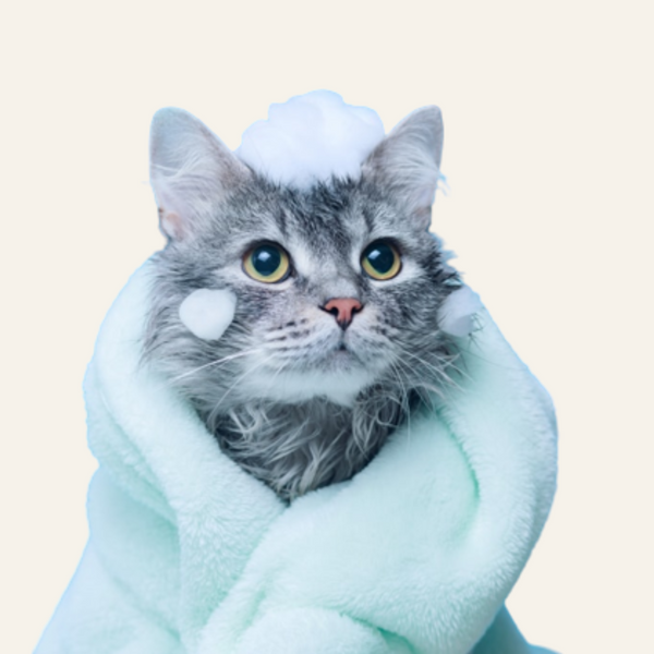 Cat Regular Bath Services