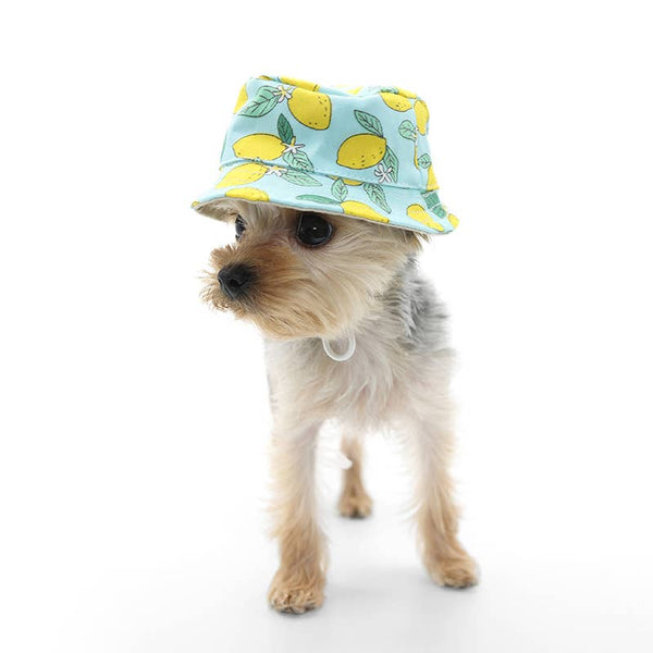 Dogo Pet Bucket Lemon Blue Doh Hat | Kanu Pet