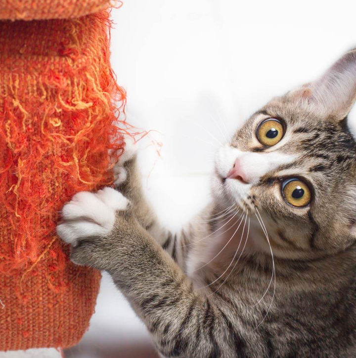 Kanu Pet Stop Scratching For Cats | Kanu Pet